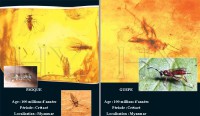 /album/preuves-de-dieu/yaban-arisi-jpg/