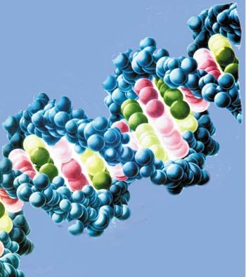 Les comparaisons moléculaires aggravent l'impasse cambrienne de l'évolution