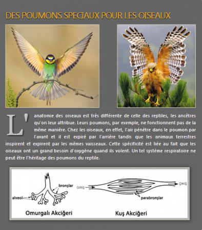L'origine des oiseaux et des mammifères